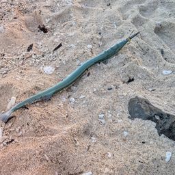 リュウキュウダツ
