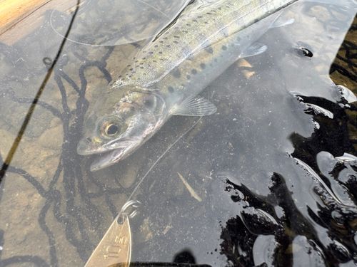 ヤマメの釣果