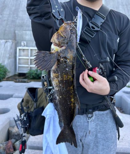 アイナメの釣果