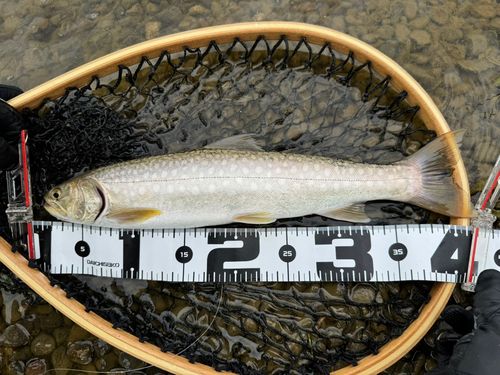 アメマスの釣果