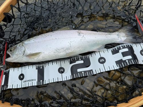 サクラマスの釣果