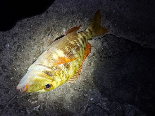 イソフエフキの釣果