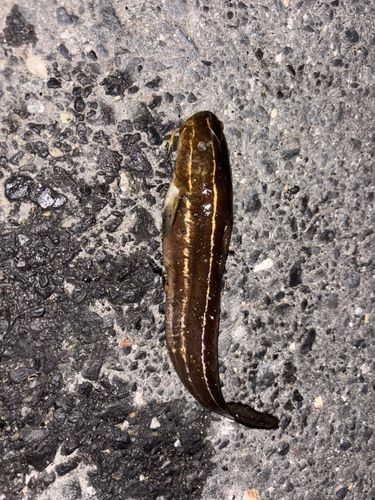 ゴンズイの釣果