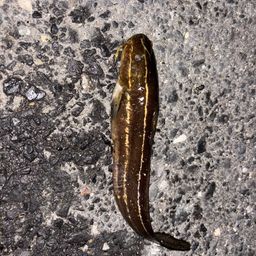 ゴンズイ