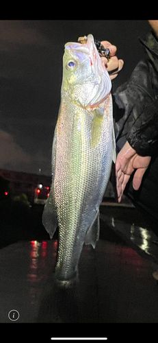 フッコ（マルスズキ）の釣果