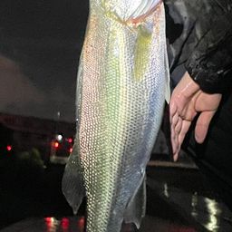 フッコ（マルスズキ）