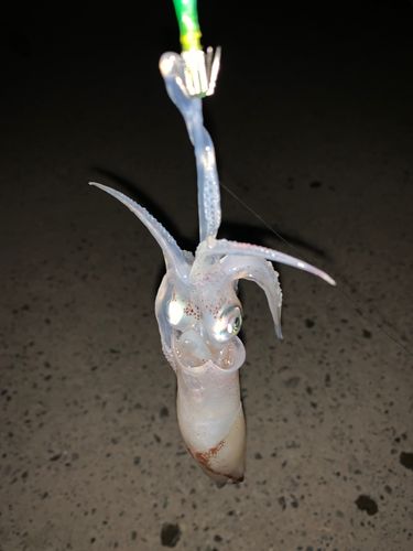 マメイカの釣果