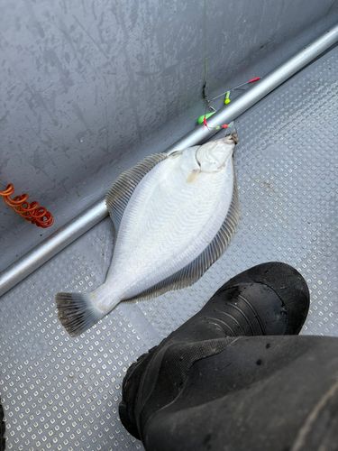 ソウハチの釣果