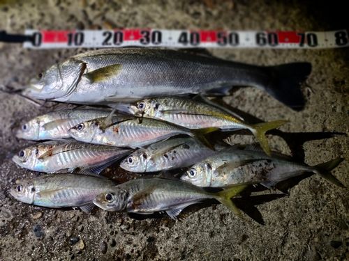 スズキの釣果