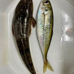 マゴチ