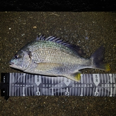 キビレの釣果