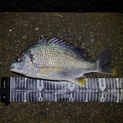 キビレの釣果