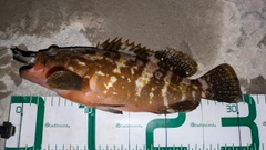 アコウの釣果
