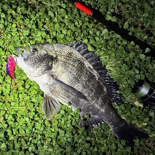 クロダイの釣果