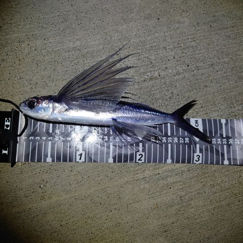 トビウオの釣果