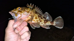 ガシラの釣果