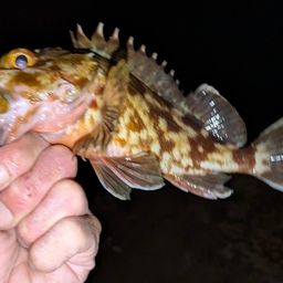 ガシラ