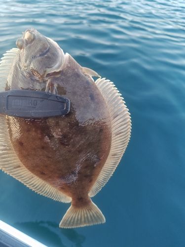 ソウハチの釣果