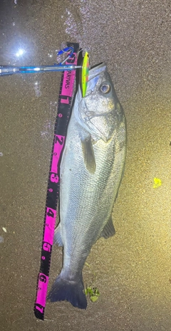 シーバスの釣果