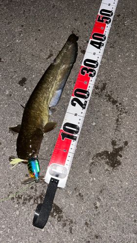ナマズの釣果