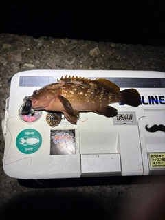 キジハタの釣果