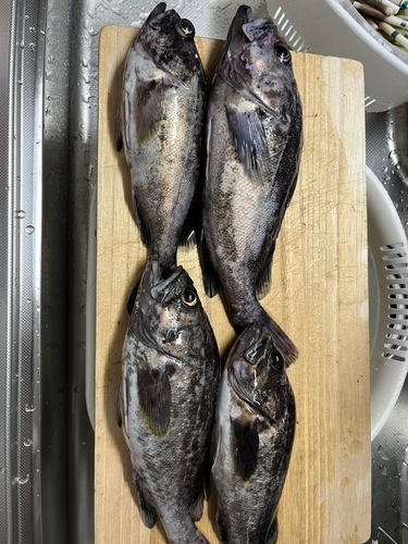 ソイの釣果
