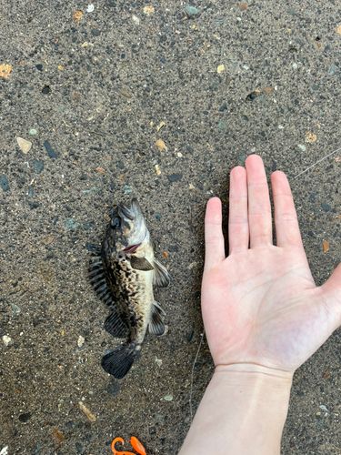 ソイの釣果
