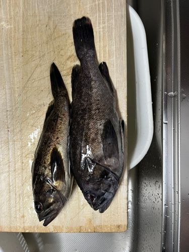 ソイの釣果