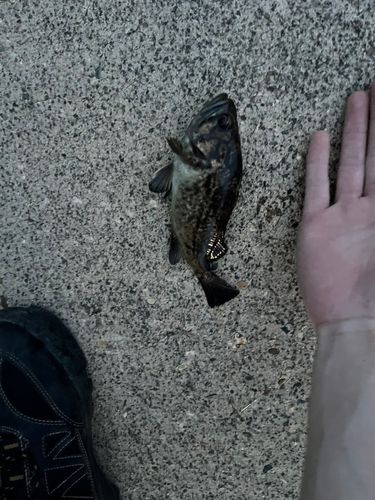 ソイの釣果