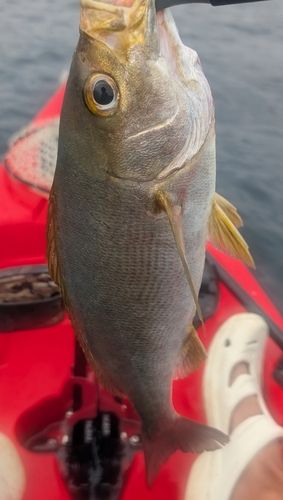 イサキの釣果