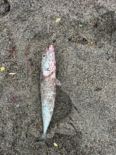 ソイの釣果