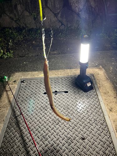 ウナギの釣果