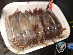 イカの釣果