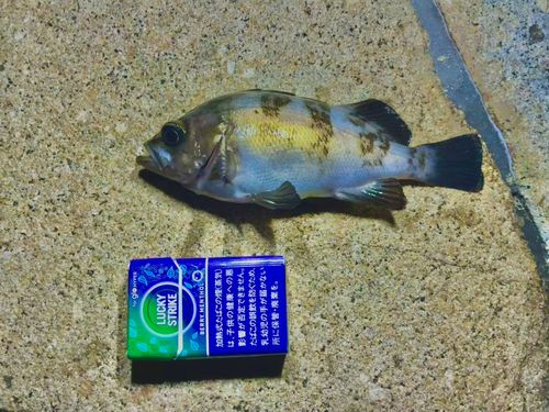 メバルの釣果