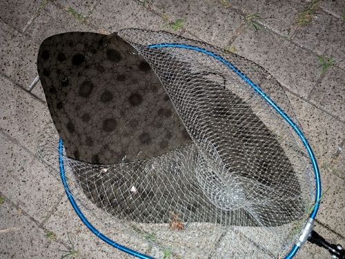 ツバクロエイの釣果