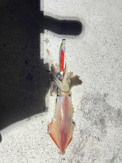 ケンサキイカの釣果