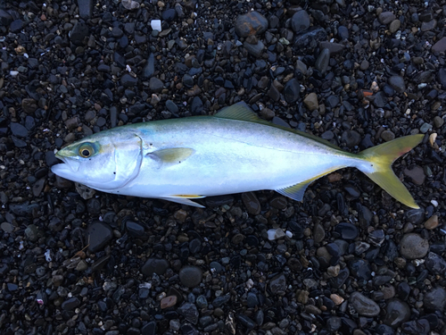 ワカナゴの釣果