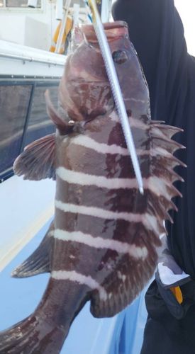 マハタの釣果