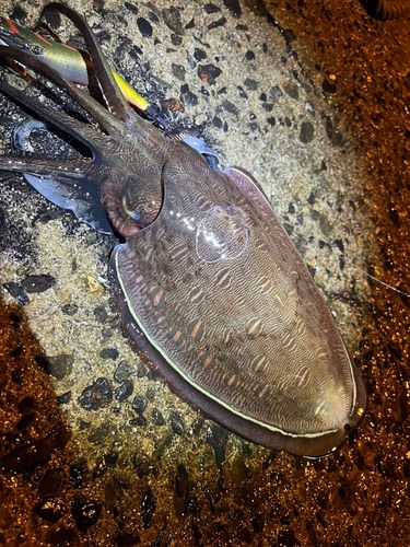 モンゴウイカの釣果