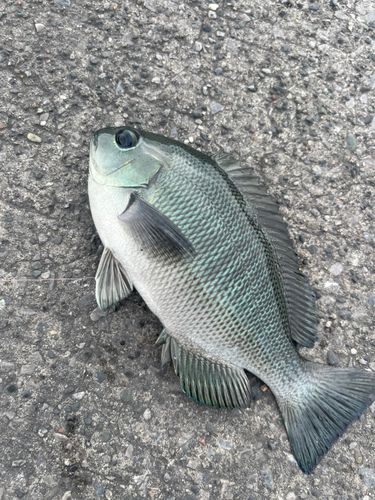 オナガグレの釣果