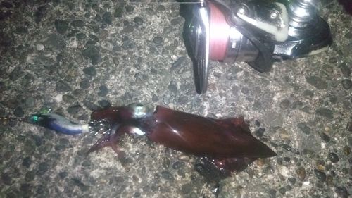 ケンサキイカの釣果
