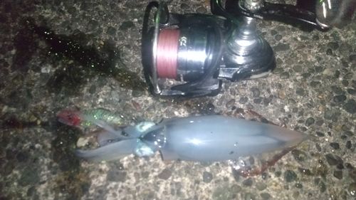 ケンサキイカの釣果