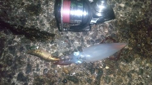 ケンサキイカの釣果