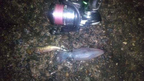 ケンサキイカの釣果