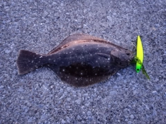 ヒラメの釣果