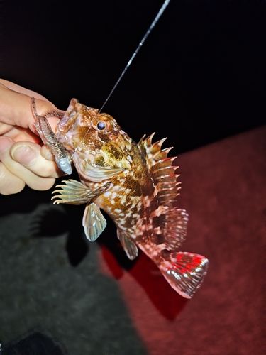 カサゴの釣果