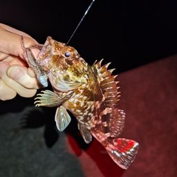 カサゴ
