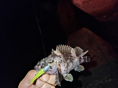 クロソイの釣果