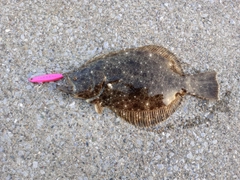 ヒラメの釣果