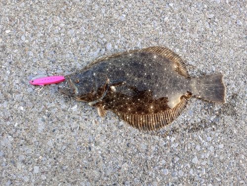 ヒラメの釣果
